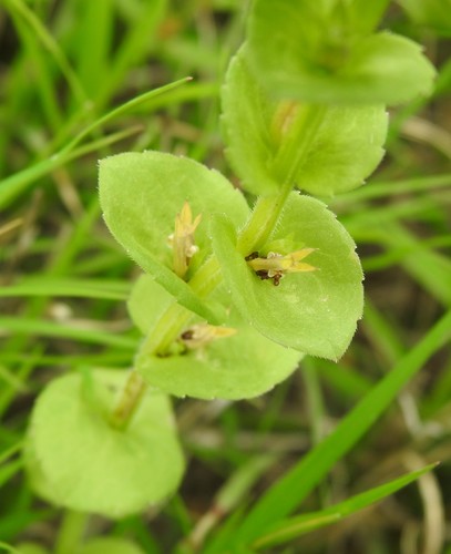 Image of Triodanis texana by (c) saltyhiker, some rights reserved (CC BY)