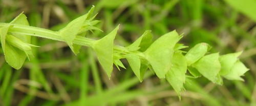 Image of Triodanis texana by (c) saltyhiker, some rights reserved (CC BY)
