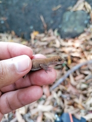 Anolis macrophallus