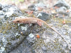 Anolis macrophallus