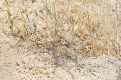 Stillingia linearifolia