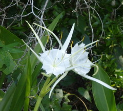 Hymenocallis liriosme