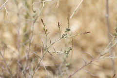 Stillingia linearifolia