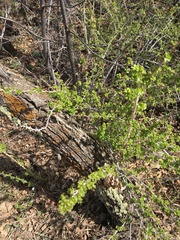 Ribes leptanthum
