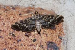 Rhimphalea sceletalis