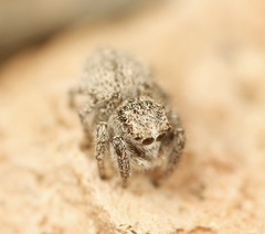 Habronattus hirsutus