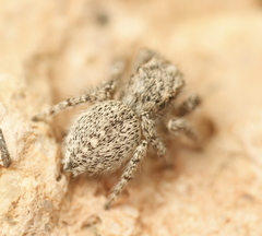 Habronattus hirsutus