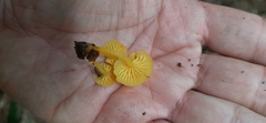 Marasmius rhyssophyllus