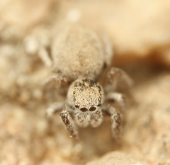 Habronattus clypeatus