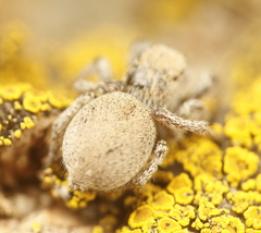 Habronattus clypeatus