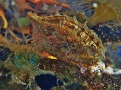 Pterioidea