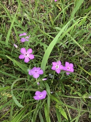 Phlox pilosa