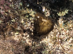 Leptolyngbya crosbyana