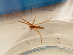 Pisaurina dubia