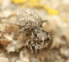 Habronattus hirsutus