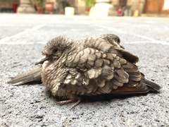 Columbina inca