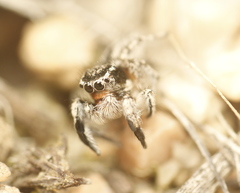 Habronattus hirsutus
