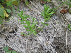 Centipeda aotearoana