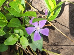 Vinca major