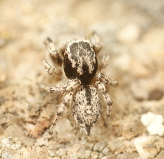 Habronattus hirsutus