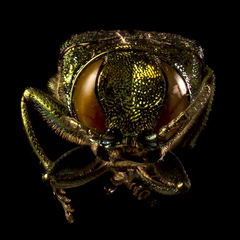 Agrilus planipennis