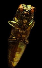 Agrilus planipennis