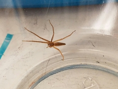 Pisaurina dubia