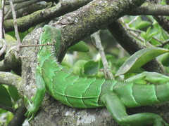 Iguana iguana