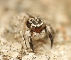 Habronattus hirsutus
