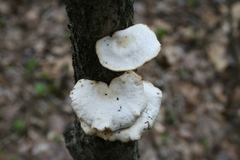 Neofavolus americanus