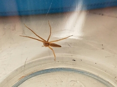 Pisaurina dubia