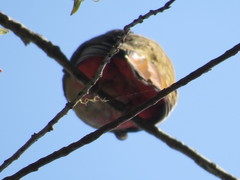 Trogon mexicanus