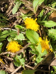 Taraxacum officinale
