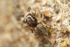 Habronattus hirsutus