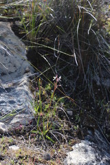 Nemesia cheiranthus