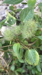 Acalypha alopecuroidea