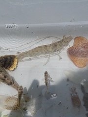 Penaeus aztecus