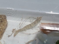 Penaeus aztecus