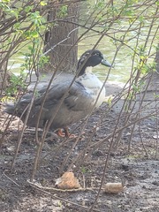 Anas platyrhynchos domesticus