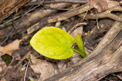 Symplocarpus foetidus