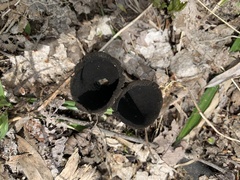 Urnula