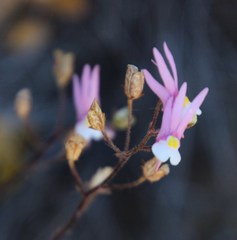 Nemesia cheiranthus
