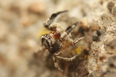 Habronattus hirsutus