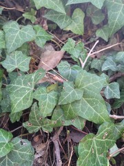 Hedera helix