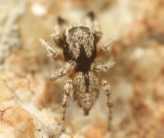 Habronattus hirsutus