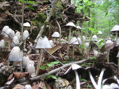 Coprinopsis strossmayeri