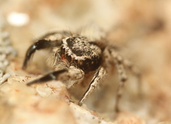 Habronattus hirsutus