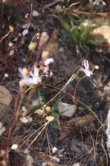 Nemesia cheiranthus