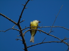 Tyrannus melancholicus