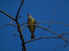 Tyrannus melancholicus